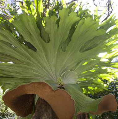 staghorn fern picture