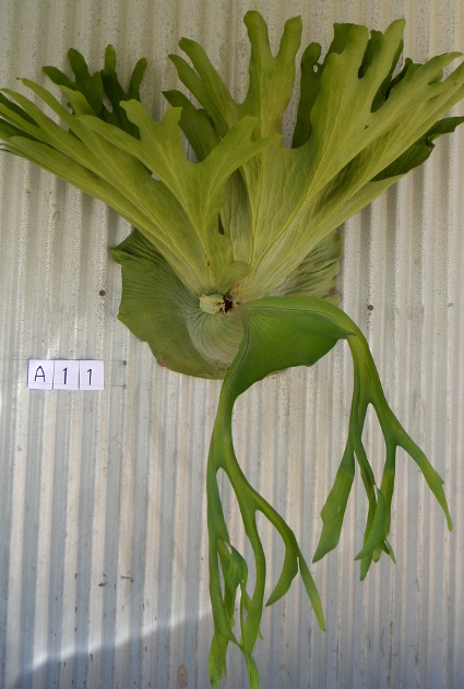 staghorn fern, Staghorns Wholesale and Retail Australia
