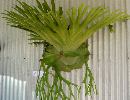 staghorn fern, Staghorns Wholesale and Retail Australia