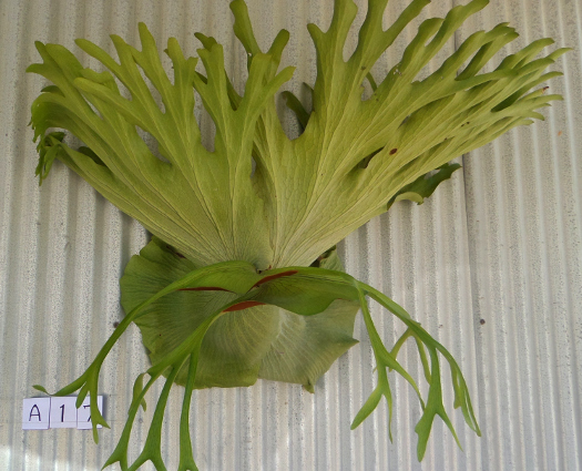 staghorn fern, Staghorns Wholesale and Retail Australia