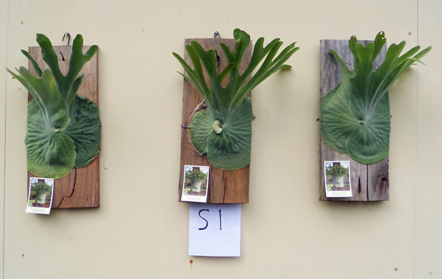 staghorn fern, Staghorns Wholesale and Retail Australia
