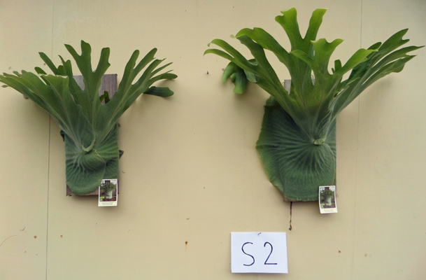 staghorn fern, Staghorns Wholesale and Retail Australia